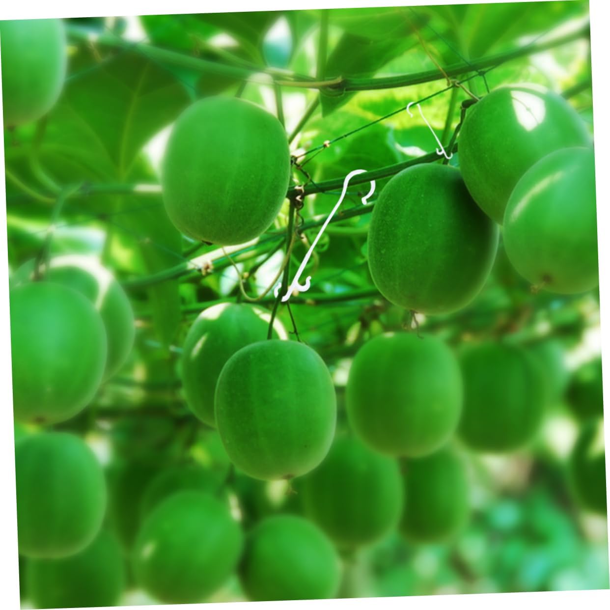 VICASKY 850PCS Tomato Plant Support Hooks for Greenhouse Garden Sturdy Fruit Ear Hooks Vegetable Hanging Supplies for Climbing Plants and Vines