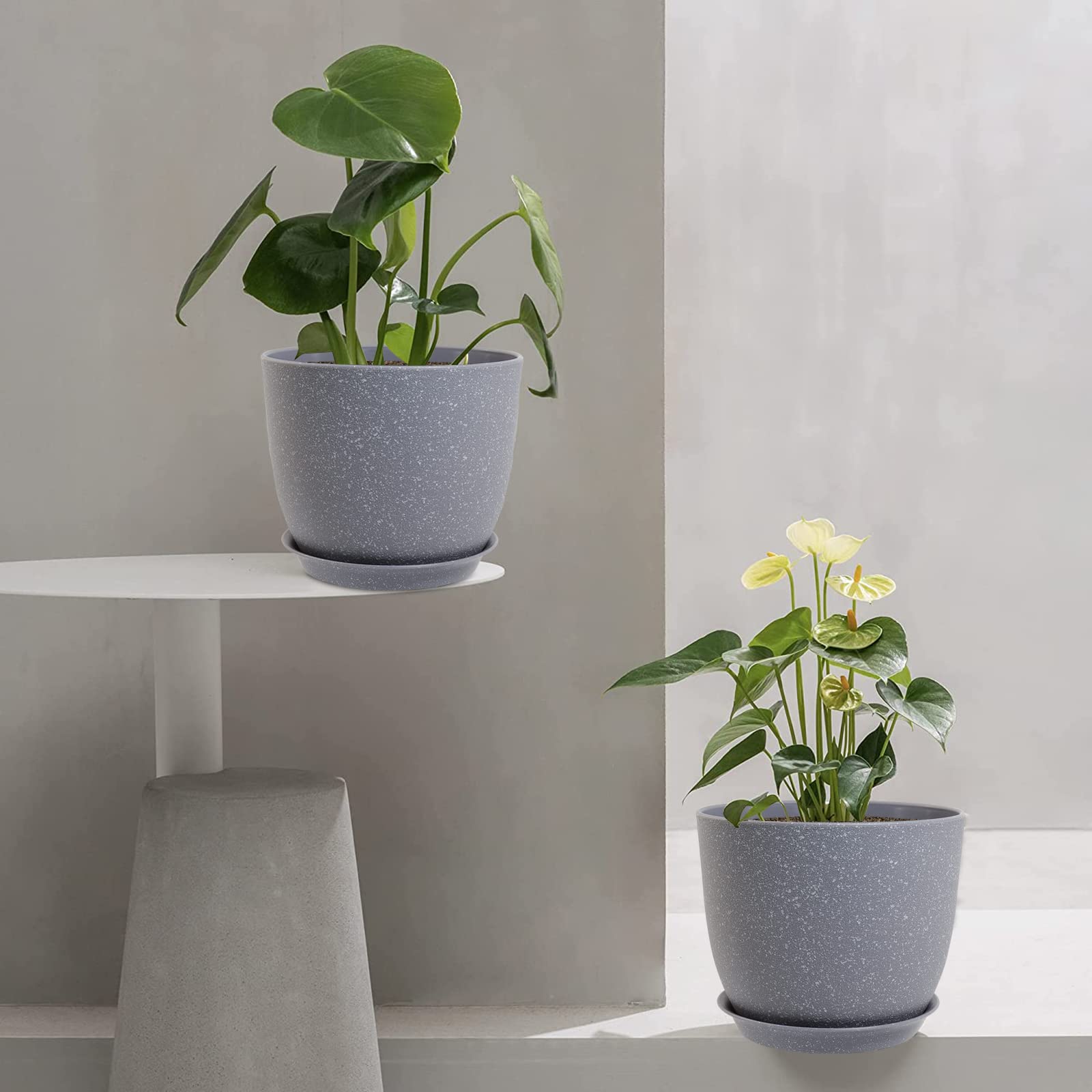 i_rord55専用 親木 鉢抜き i_rord55専用 親木 鉢抜き i_rord55専用 親木