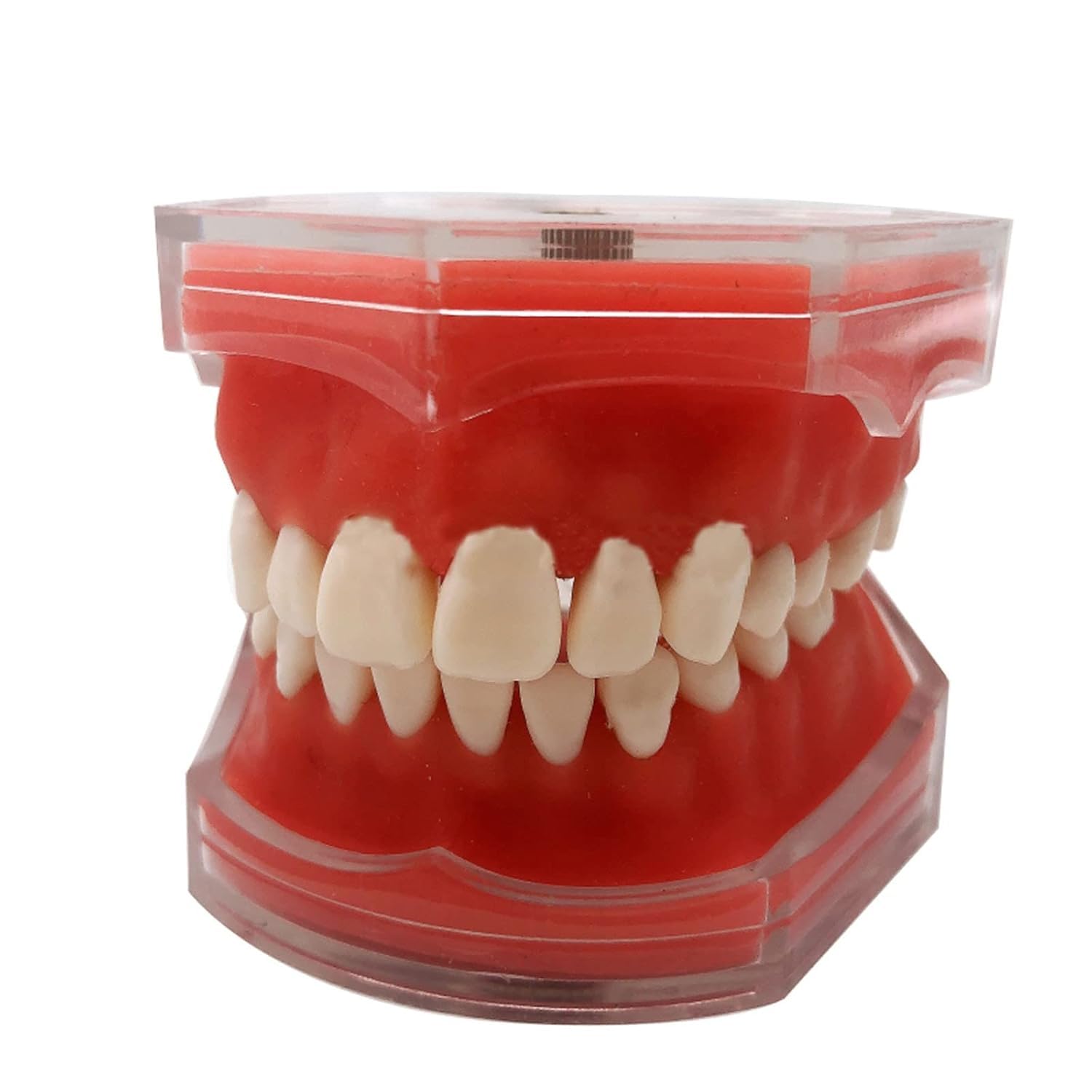 Model zębów dentystycznych, 28 zębów, zdejmowany model dentystyczny z miękkimi dziąsłami, dla uczniów i nauczycieli, narzędzia edukacyjne do badań stomatologicznych, przezroczyste dziąsła