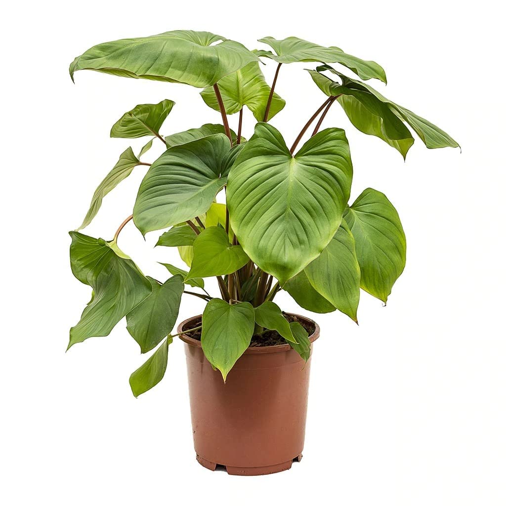 FOX & FERN Live RARE Homalomena rubescens Maggy - Shield Plant | Includes Nursery Growers Bag/Pot Indoor Plant for Home/Office Decor | Air Purifier Plant (Pack of 1) (B0BND9RW5R) Amazon Price History, Amazon Price Tracker