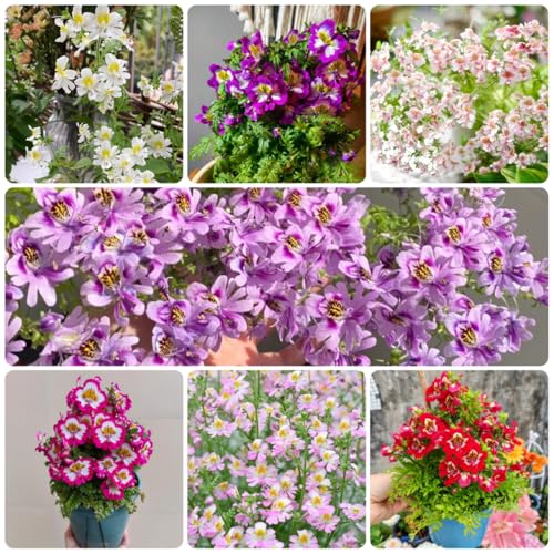 semillas de orquídeas de granjero - raras, decoración de sala de estar, orquídea de granjero cubierta perenne resistente para el jardín 200pcs