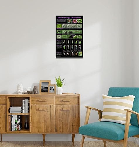 Miniatura 3 de Imagekind Valerie Evanson, diseño de póster de metamorfosis de mariposa monarca con fotos de Valerie Evanson, póster artístico, decoración de pared,