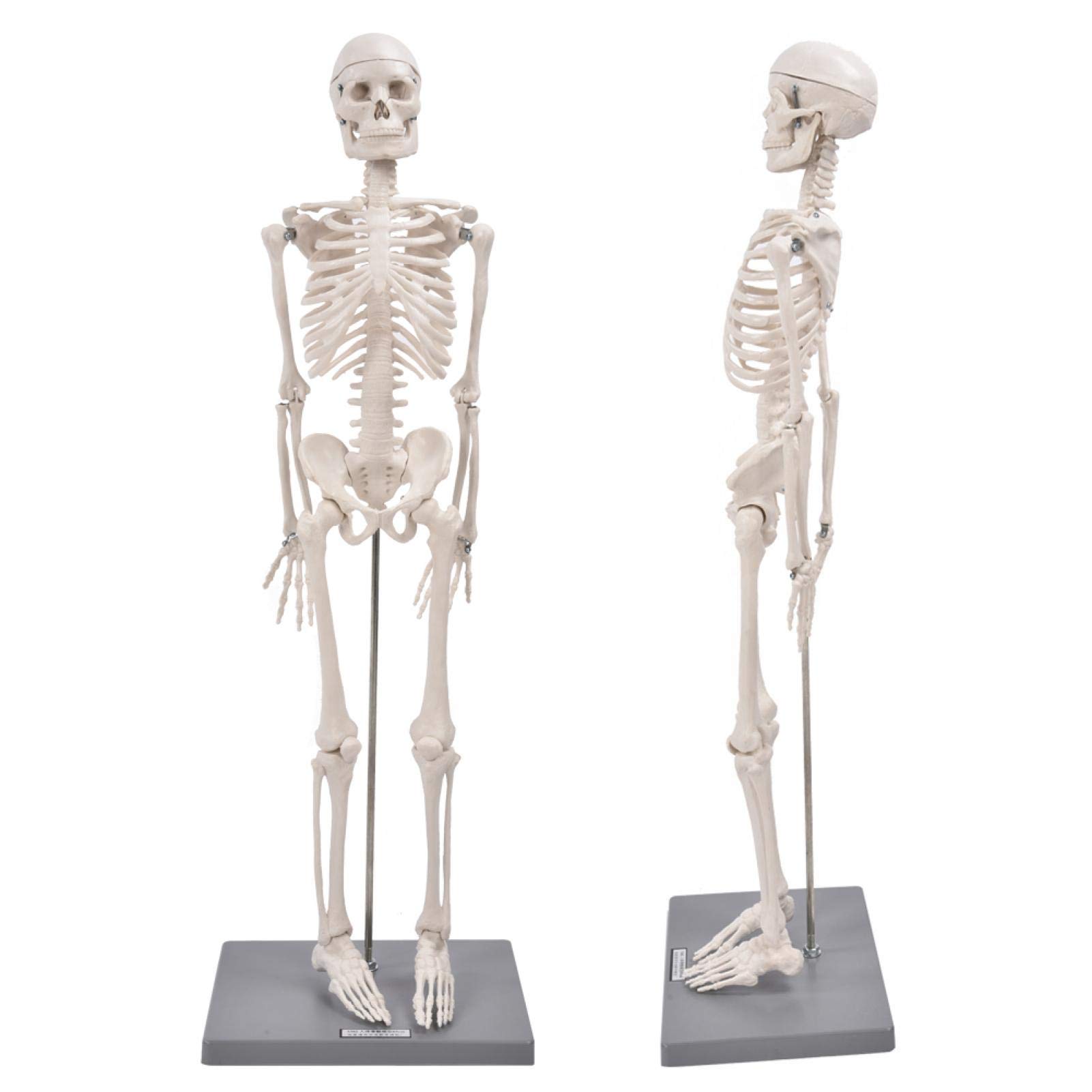 Modelo de esqueleto humano - Modelo de esqueleto de réplica anatómica de 85 cm Incluye base y varilla de soporte - Herramienta de ayuda para la enseñanza visual de enseñanza anatómica