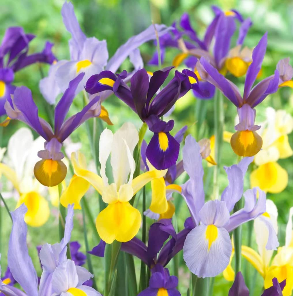 Votaniki Dutch Iris Mixed Bulbs 12 Pack