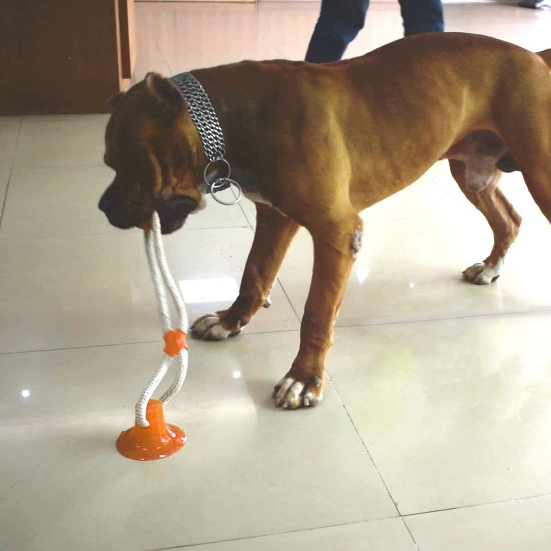 dog suction cup tug
