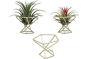 Deluxe Geometric Air Plant Holder (3-Pack)