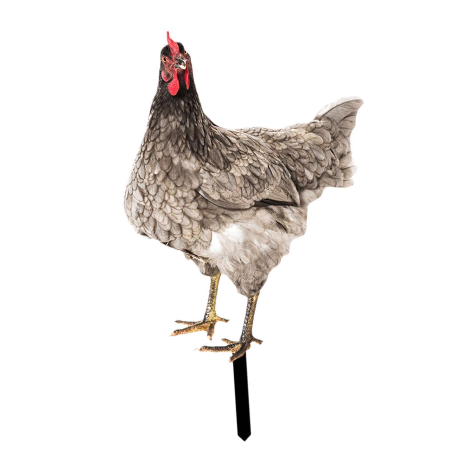 Zambuph Rooster Yard Art Sculpture Hen Lawn Ornament Captivates Guests With Beautifully Crafted Chicken Garden Statue Features Chicken Garden Statue Stake, Style A
