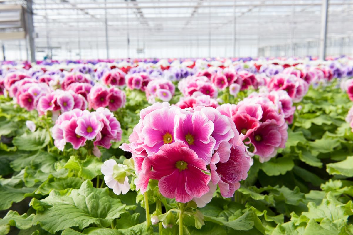 Prismatic Primulas Cultivate All Season Beauty with Imported Seeds Dull Violet Yellowish Green and Dark Purple Mix for Indoor and Outdoor Home Gardening red white (10 seeds)