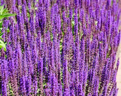Hain-Salbei – Salvia nemorosa – Aromatisch & Mehrjährig – Freude für Bienen und Garten – 500 Samen Hain-Salbei – Salvia nemorosa – Aromatisch & Mehrjährig – Freude für Bienen und Garten – 500 Samen