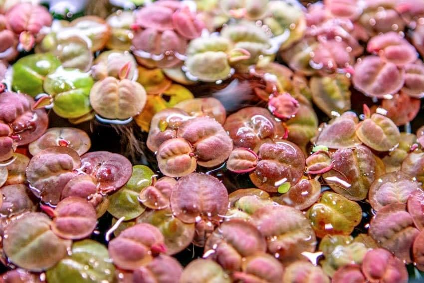 Phyllanthus Fluitans - Red Root Floaters - Floating Plant - Shrimp Safe - Tropic (10)