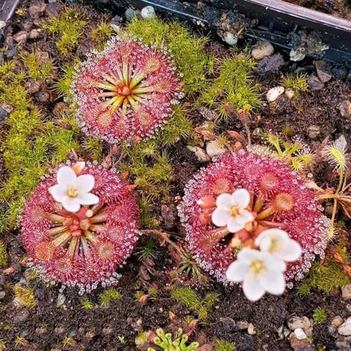 sonnentau - Drosera capensis - Seltene serie - deko wohnzimmer modern...