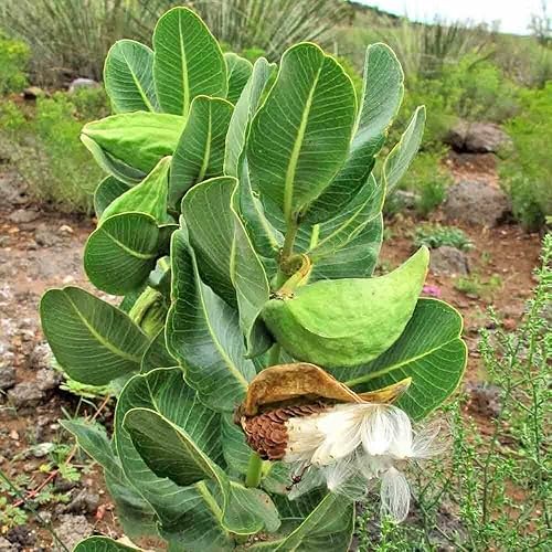 2 plantas vivas de algodoncillo de hoja ancha, plantas de flores de algodoncillo para cultivo de jardín de mariposas