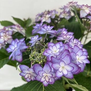 【特選】　アジサイ　5寸4種5鉢　パープルアソート　紫陽花 現品限り 秋色アジサイ [品種：ディープパープル] 5号鉢
