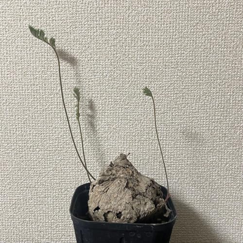 Pelargonium triste �y�����S�j�E�� �e �򍪐A�� �����A�� ������ �R�[�f�b�N�X