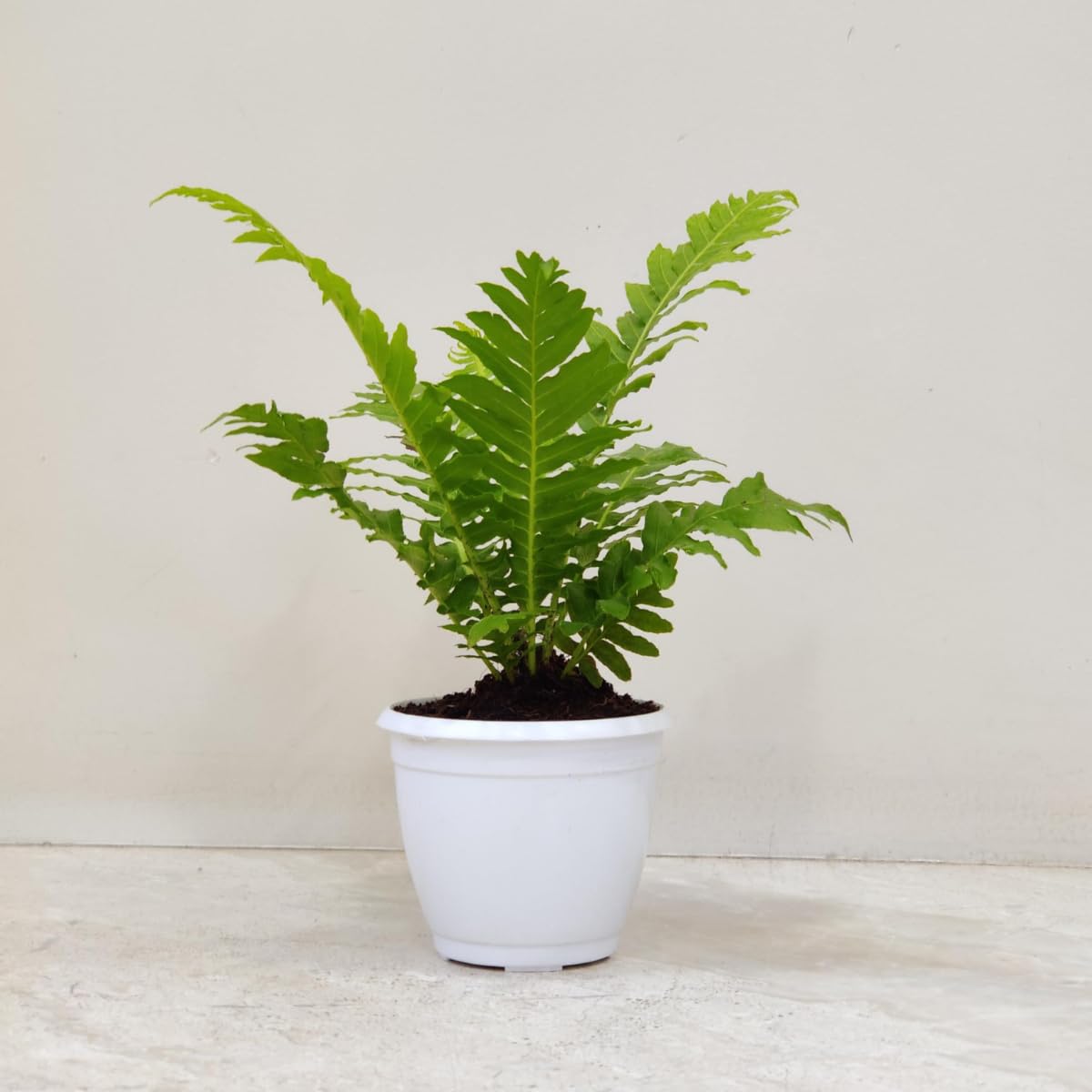 CAPPL Fern Indoor Plant with Plastic Pot-image-36