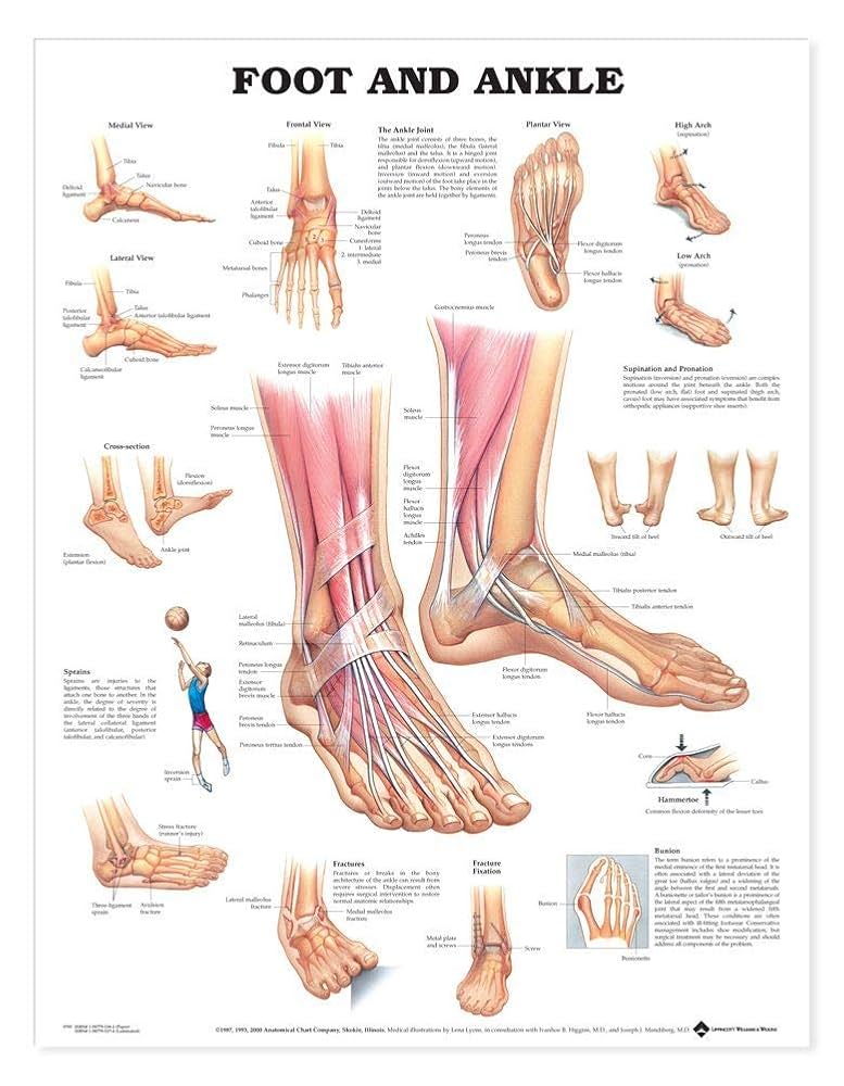 健康・医学 Anatomy of the Foot and ankle Anatomy of the Foot and Ankle | Elite Foot & Ankle Center