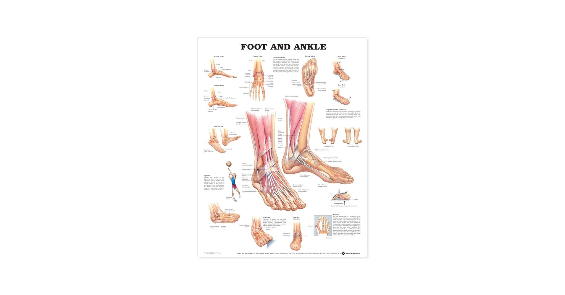 健康・医学 Anatomy of the Foot and ankle Understanding the Foot and Ankle Medical Educational