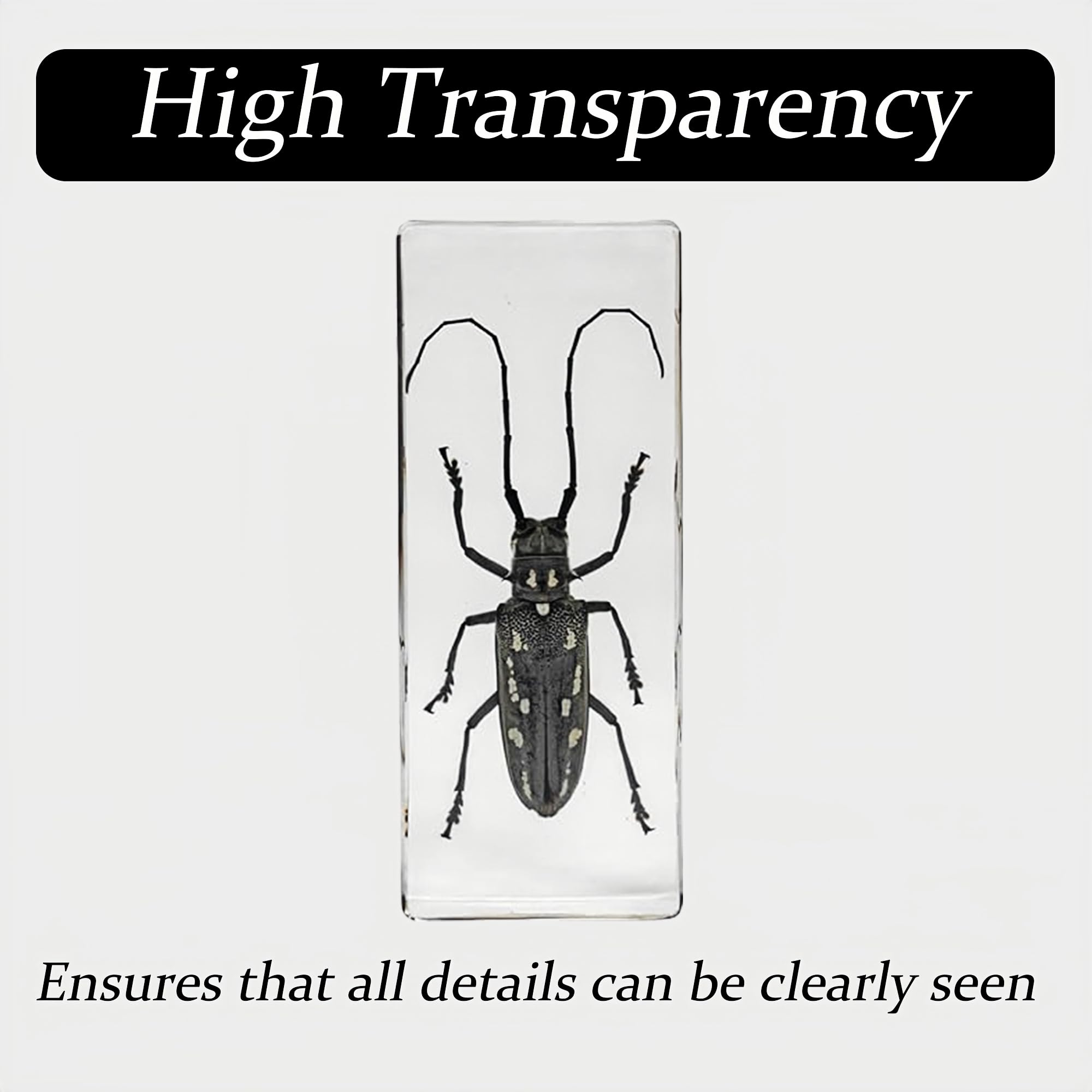 Real Longhorn Beetle in Clear Resin – Preserved Insect Specimen for Display, Educational Collection, or Paperweight Decor