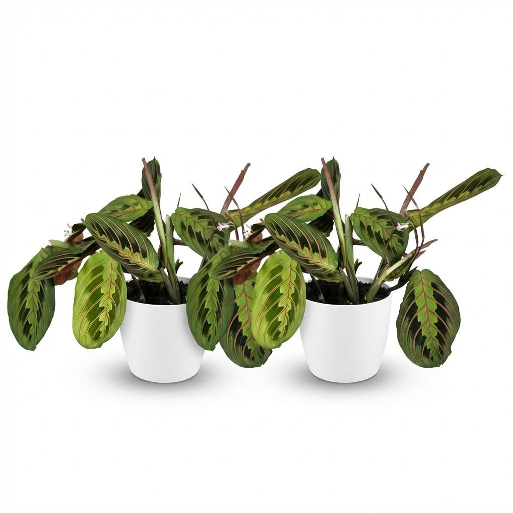 Green boutiQ - Plante d'intérieur - Maranta Fascinator Tricolour - Plante de prière - Plante amicale pour les animaux - Vert - 2 Plantes - avec Potter Blanc - Pot 12cm - Hauteur 25cm