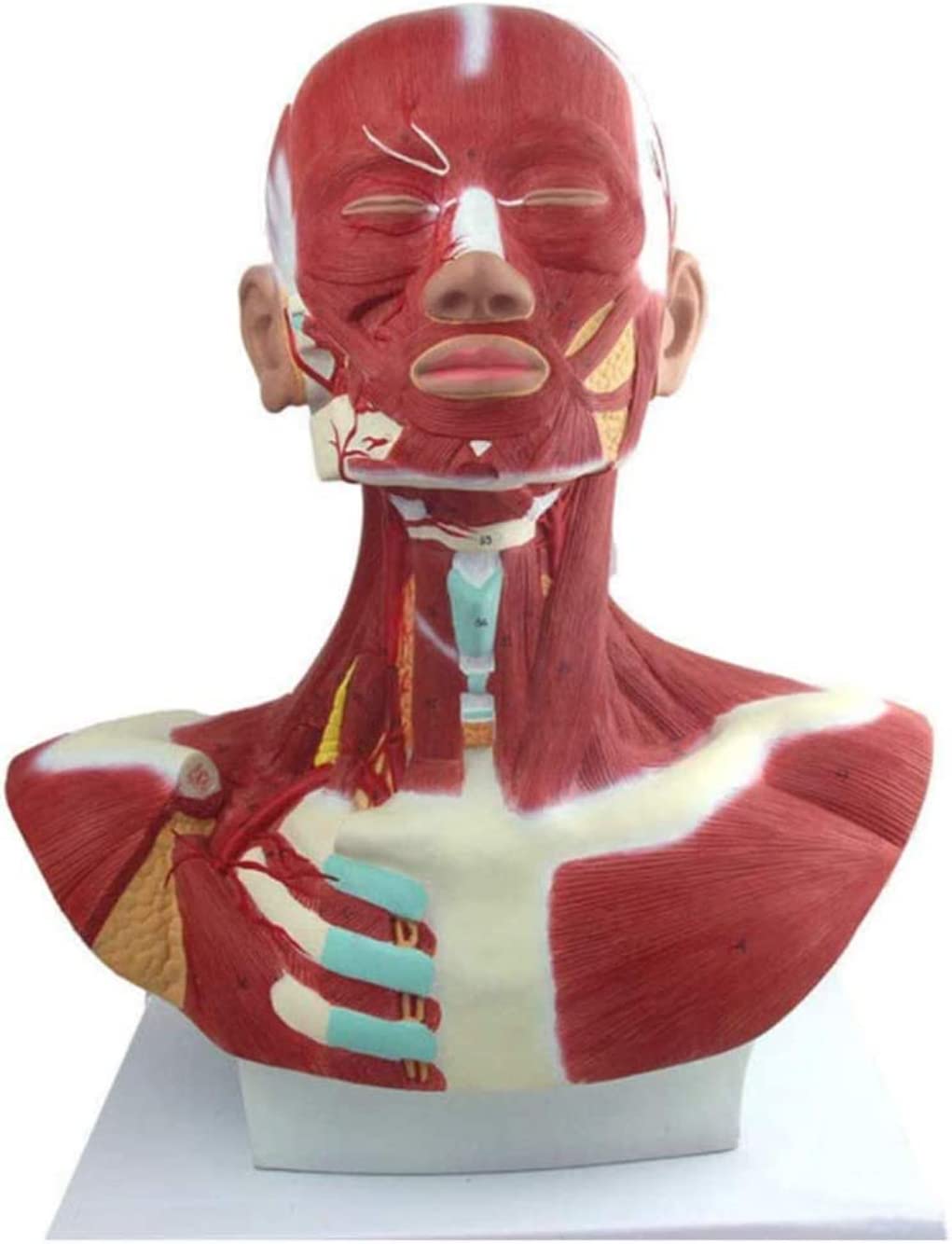 Anatomiczny Model Mięśni Głowy I Szyi, Mięśni Głowy I Szyi Z Krwią, Anatomia Mięśni Głowy I Twarzy, Medyczny Materiał Dydaktyczny