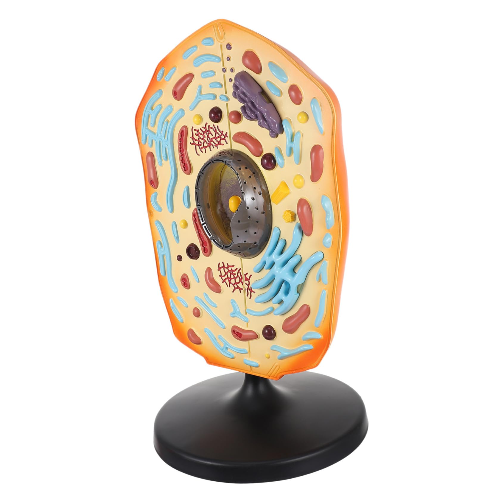 Generic Biology Animal Cell Model for Middle School Educational Display Model for Science Teaching Anatomy Study Aid Hand Painted Animal Cell Teaching Tool QH3216 1