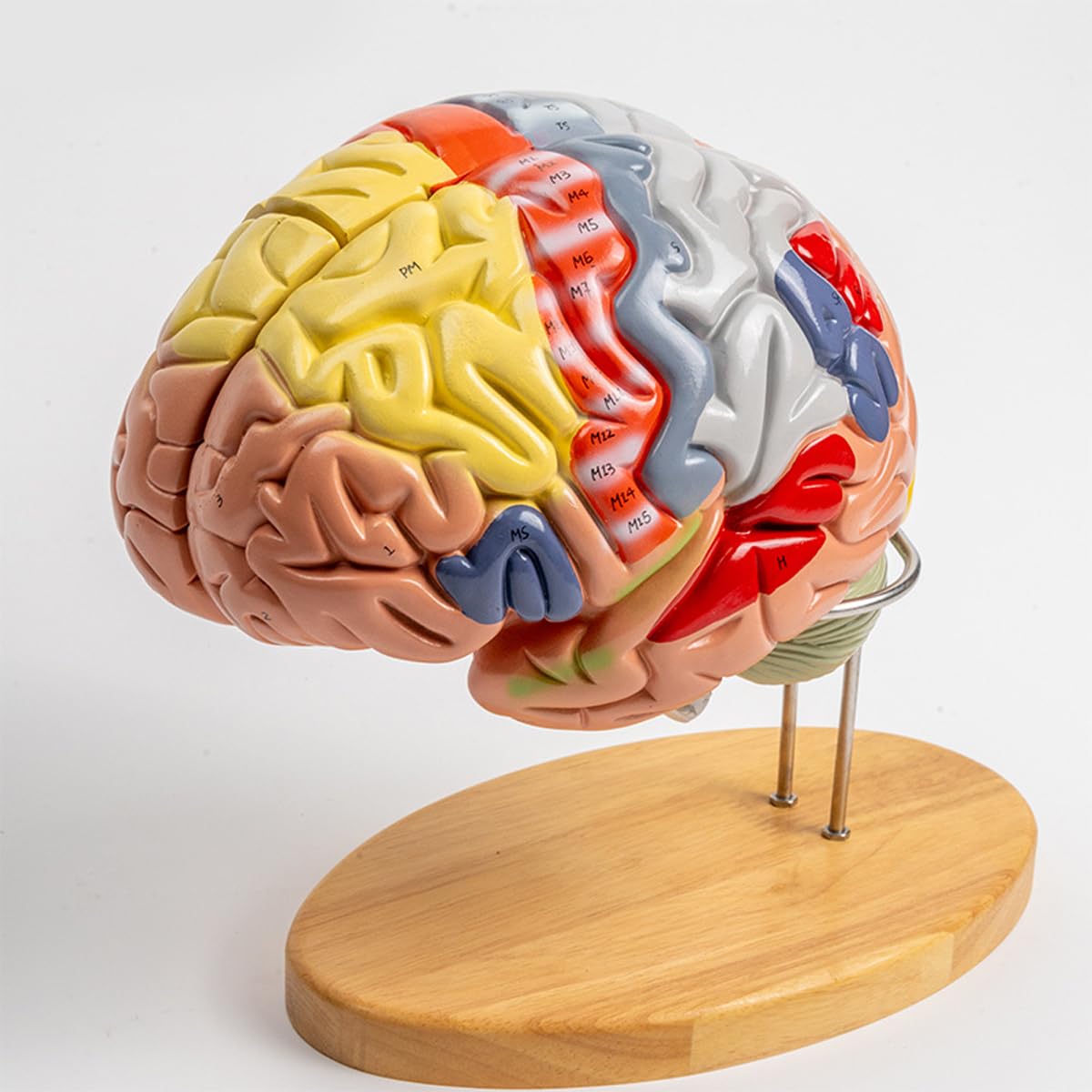 Model anatomii mózgu – wyjmowany trzon mózgu i móżdżek pomoc dydaktyczna w psychologii medycznej i edukacji