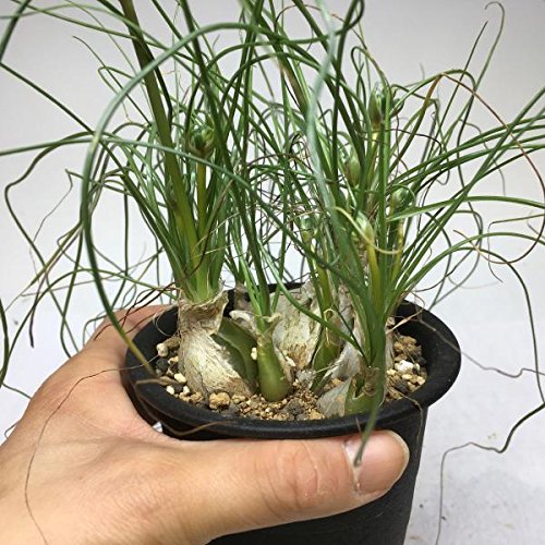 Amazon.co.jp: 多肉植物：アルブカ フミリス M*葉幅20cm: ホーム