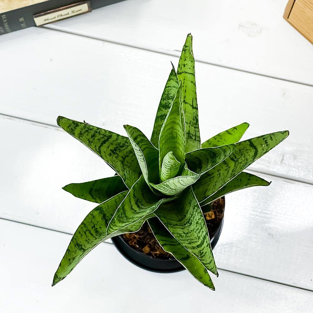 サンスベリア　カルフォルニア Amazon.co.jp: サンスベリア カリフォルニア SANSEVIERIA