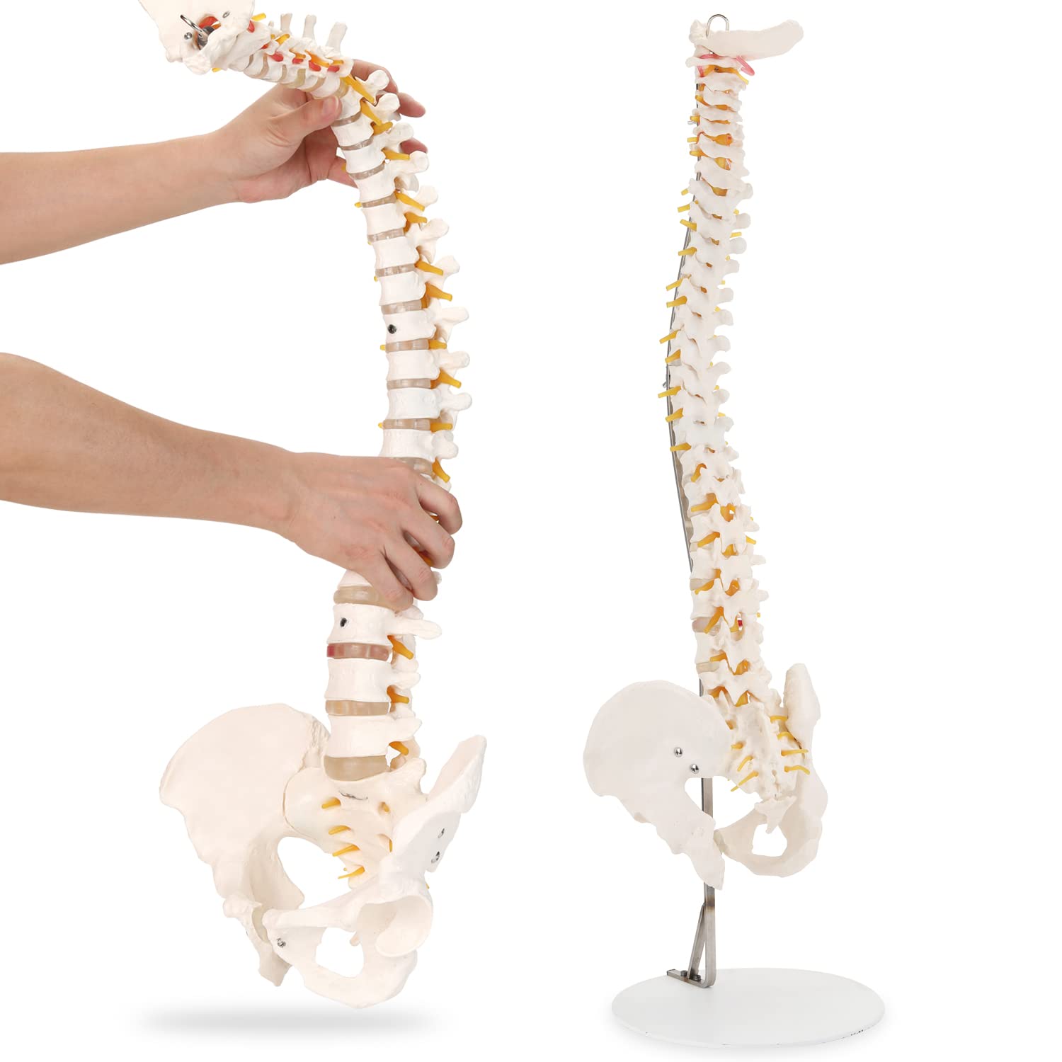 Buy HINGONS Spine Model, 34" Flexible Life Size Spinal Cord Model