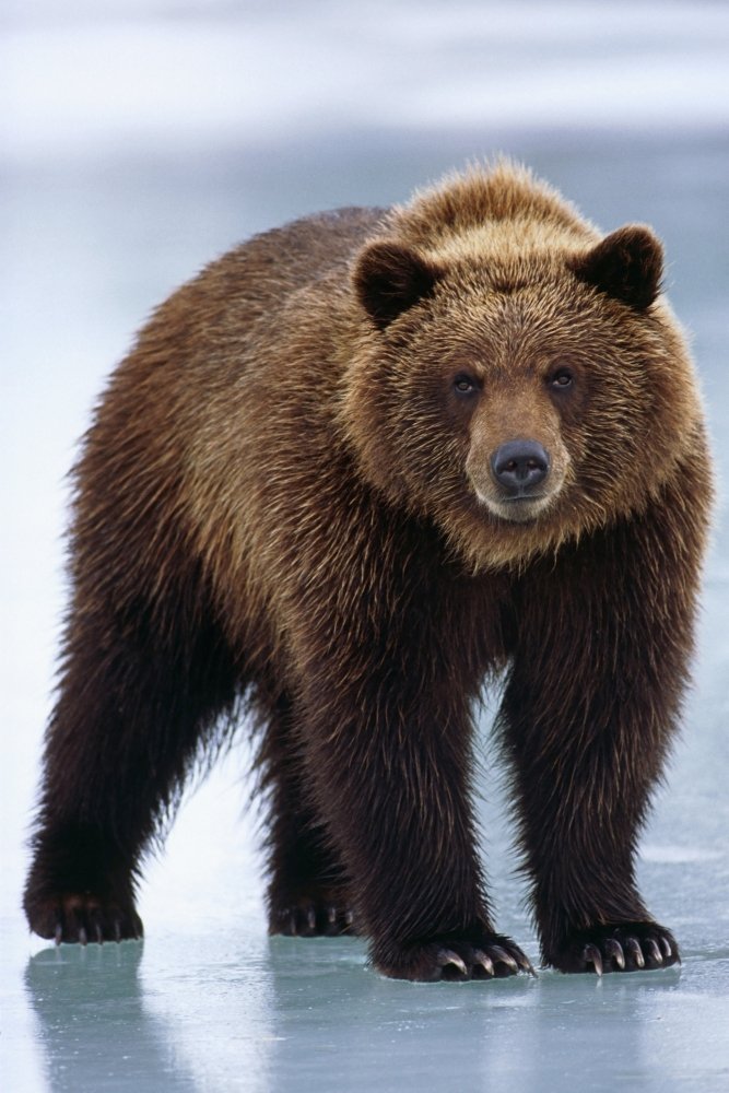 Amazon.com: Posterazzi Adolescent Brown Bear Standing On Frozen