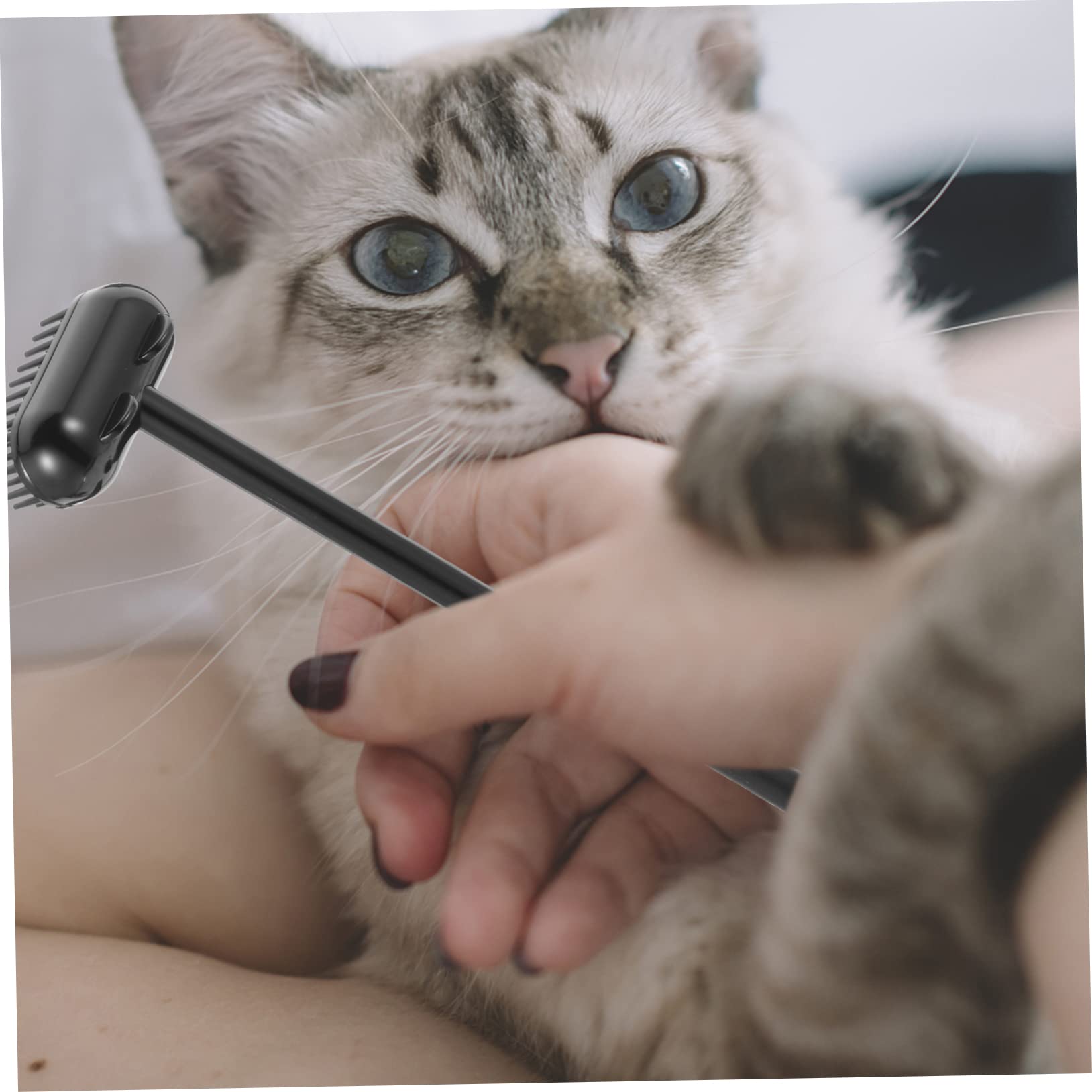 Toddmomy Funny Cat Massage Brush Self Grooming Tool for Cats Scratch Cleaning Brush Convenient Pet Grooming