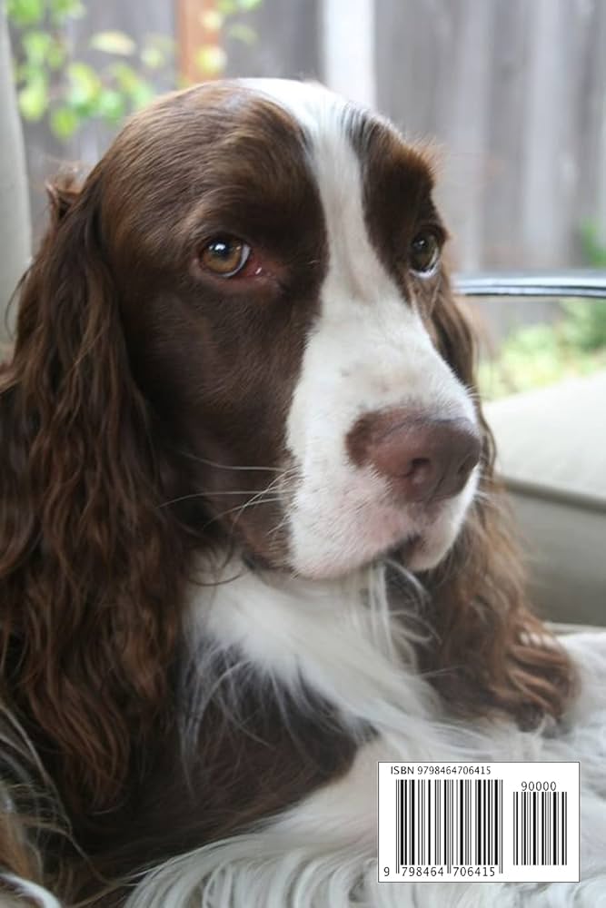 レノックス(スパニエル犬) Jewelled Springer Spaniels レノックス(スパニエル犬) Jewelled Springer Spaniels