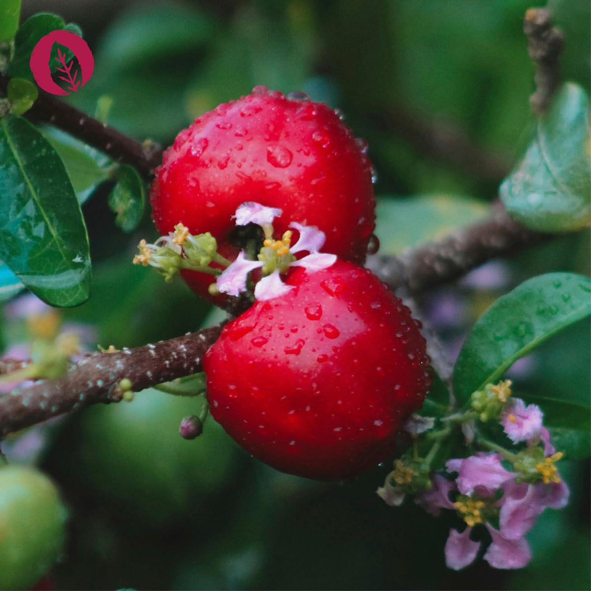 Hochdosiertes 600mg natürliches Vitamin C aus Acerola-Extrakt und Hagebutte-Extrakt. 120 Kapseln im 2 Monatsvorrat. Hohe Verwertbarkeit, vegan + hergestellt in DE.