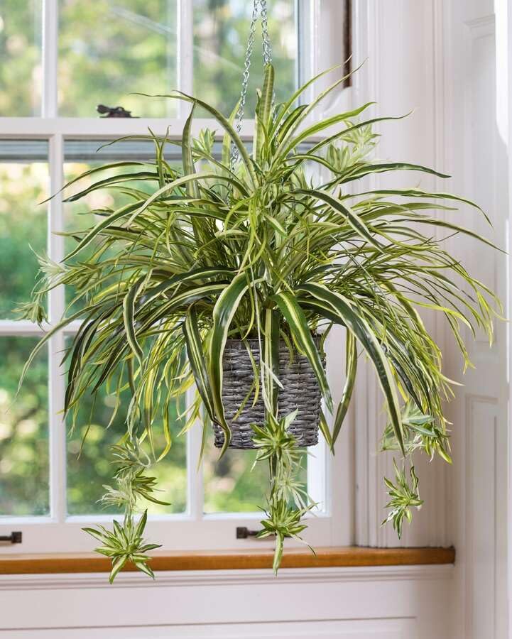 Spider Plant, Assorted Varieties, Hanging Houseplant with pot (pack of 1) A_9-image-44