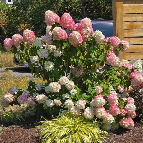 Semi di ortensia a pannocchia, esotici Ortensia paniculata, semi di giardino di arbusti rare decorazione da giardino 400pcs