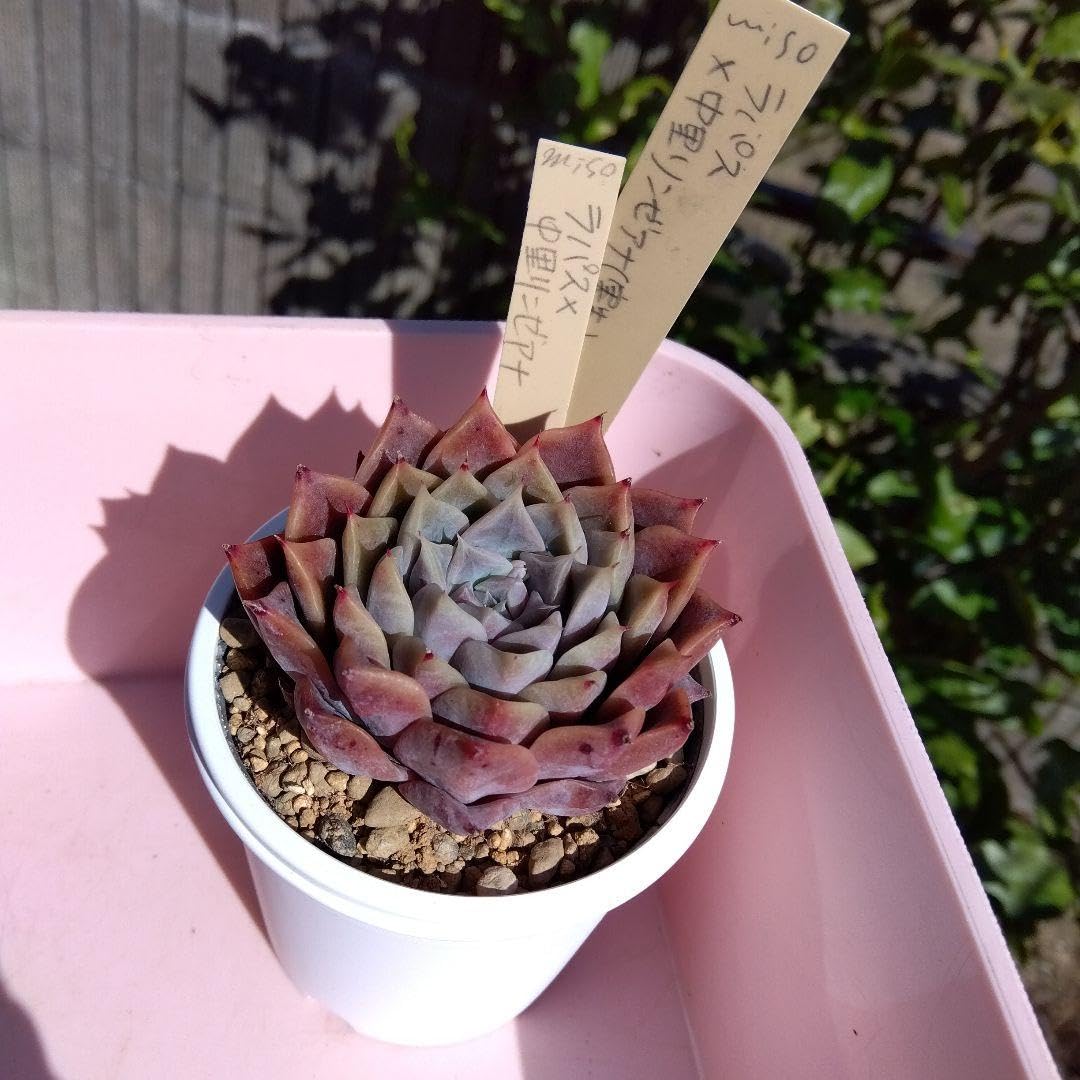 二瓶リンゼアナ 札付き ポットごと発送 二瓶リンゼアナ 札付き ポット