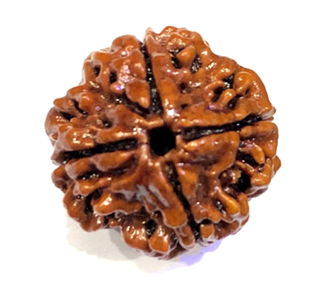 Ramneek JewelsDivya Shakti 100% Original Nepali Four Face Rudraksha (4 Mukhi Rudraksh) 14 M.M (Spiritual and Healing Product)