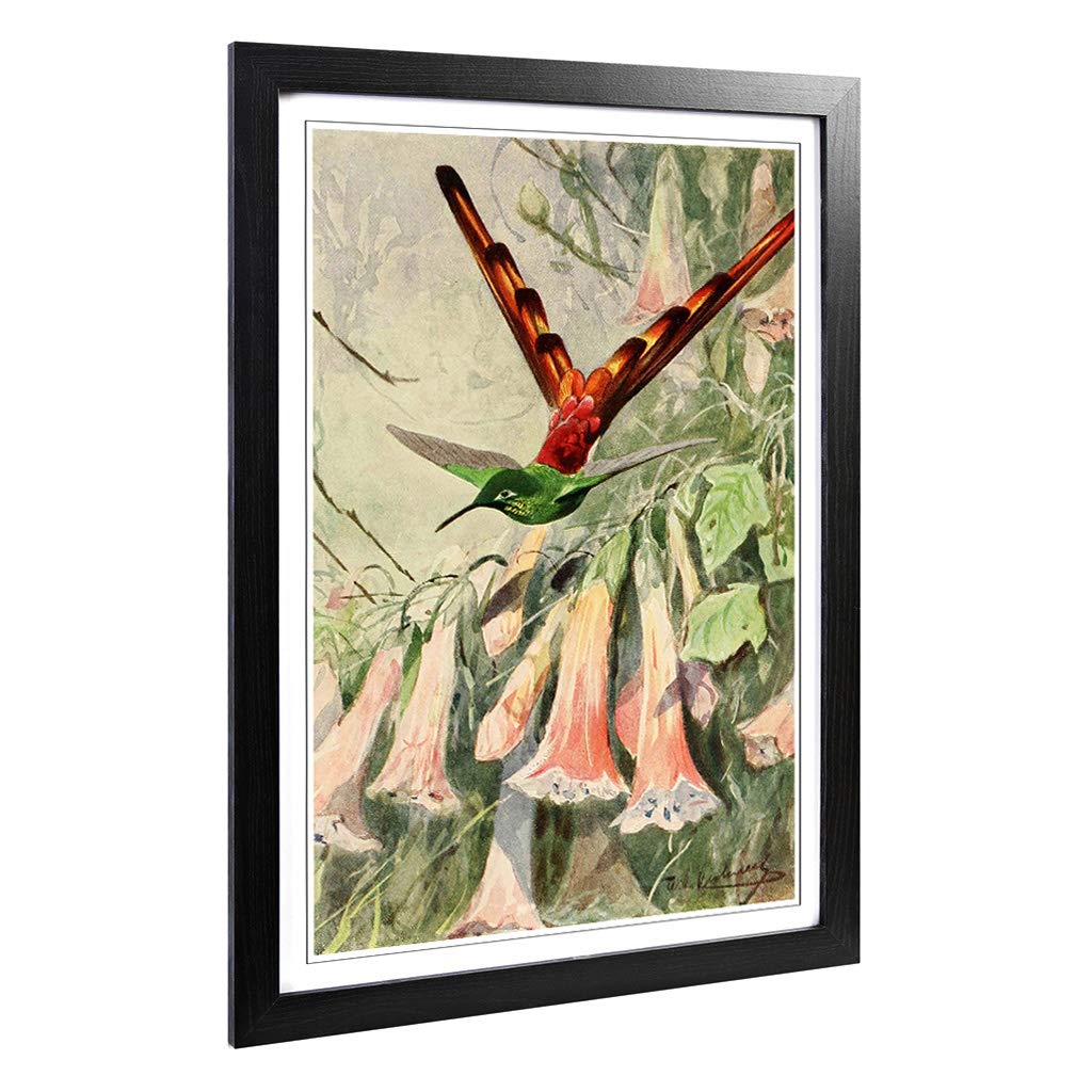 Big Box Art Framed Print of Vintage W Kuhnert Comet Hummingbird Design | Wall Art Picture | Home Decor for Kitchen, Living Room, Bedroom, Hallway, Black, A2 / 24.5x18 Inch / 62x45cm