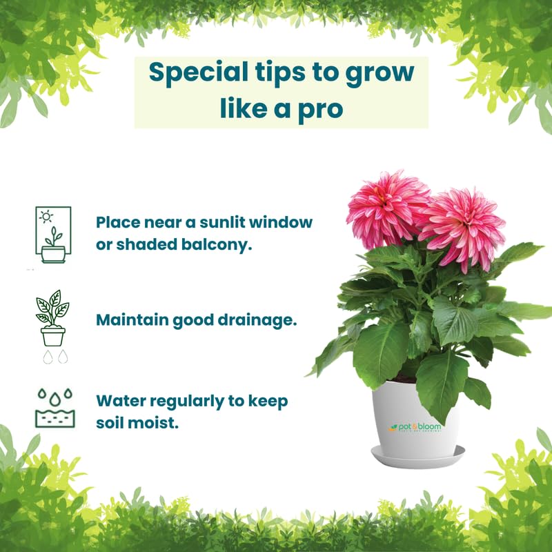 Pot and Bloom Dahila Flower Gardening Kit| Home Gardening| Includes- Dahila Seeds, Pot, Poting Mix(Soil & Fertilizer Mix), Plant Growth and Protection Spray, Cocopeat, Nutrition Powder| Return Gift| 2