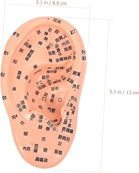 のんページ《耳模型》 Amazon.co.jp: HOMOCONO シーリアルな耳按摩模型 製 耐久性抜群 学習用