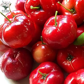 Amazon.co.jp: アセロラの苗木 【品種で選べる果樹苗木 4.5号ポット/1