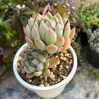 多肉植物 61uCDPBW9iL._UF350,350_QL50_.jpg