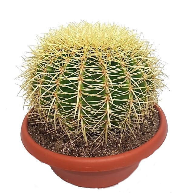 Cactus Grusonii: el Tesoro Esférico un Cactus Natural para tu Hogar
