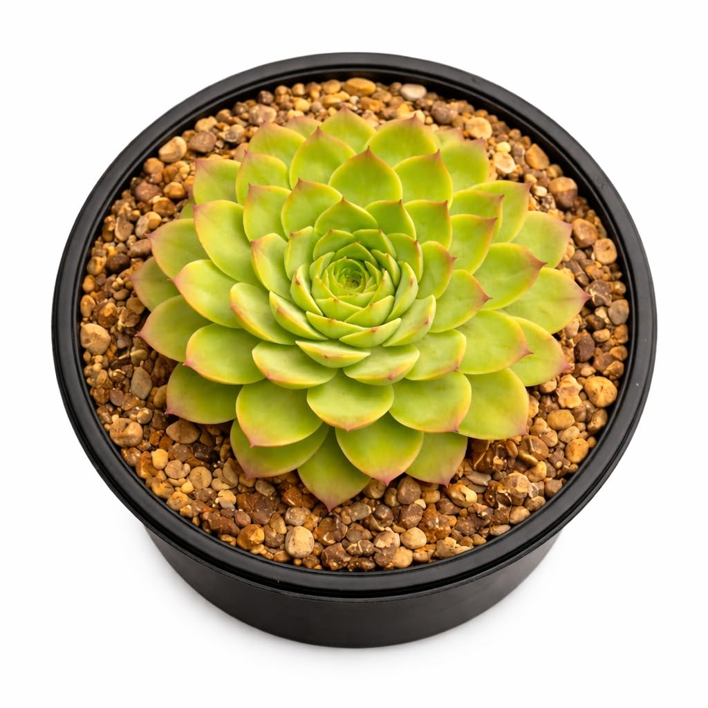 Live Laxmi Kamal (Echeveria) Succulent Plant with Pot | Natural Indoor Home Decor Plant for Office Table, Bedroom, Living Room & Balcony | Easy Care Low Water Decorative Plant-image-26