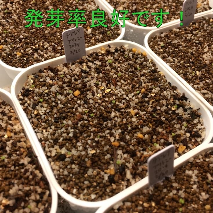 Amazon.co.jp: ダドレア ブリトニー 仙女盃 種子100粒 タネ 多肉植物