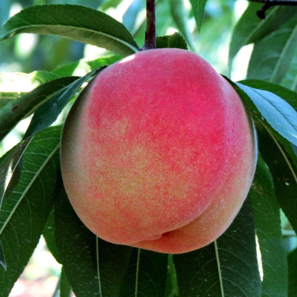 5pcs graines de pêche variétés de Fruits rares taux de Germination élevé largement cultivées Dans le Monde entier rendent l'environnement Plus Beau