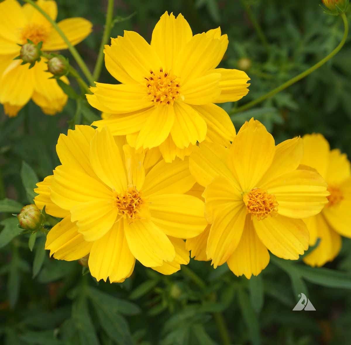 Earth Hopper F1 Hybrid Cosmos Flower Seeds - 35 Seeds Trial Pack (Tall Gold) (B09TPB9MPW) Amazon Price History, Amazon Price Tracker