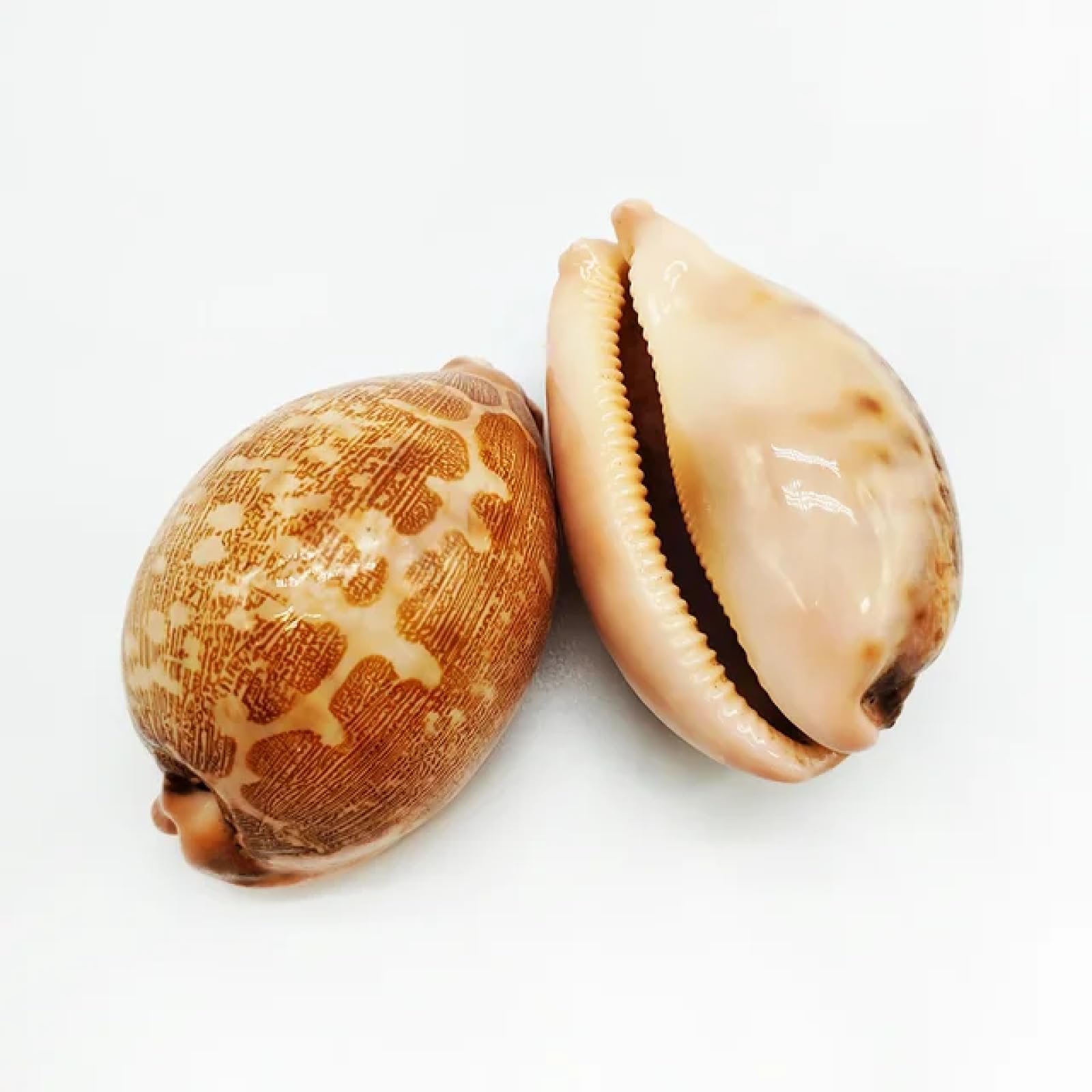 Conchiglie per artigianato, 2 pezzi, 6-8 cm, decorazione per la casa, acquario, paesaggistica, conchiglia, ornamenti, mappa, ciprea