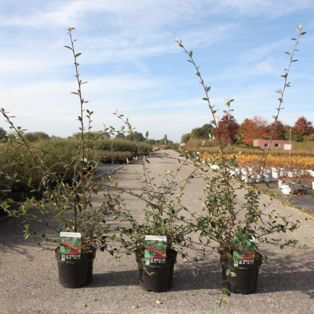 Cotoneaster lacteus Evergreen Shrub - Hardy Garden Plant with White Flowers and Ornamental Berries – 1x 3 Litre Potted Plant by Thompson & Morgan