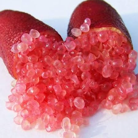 Amazon 柑橘苗木 タヒチライム 素掘り苗 １年生接木苗 ガーデンストーリーの果樹苗木 果物